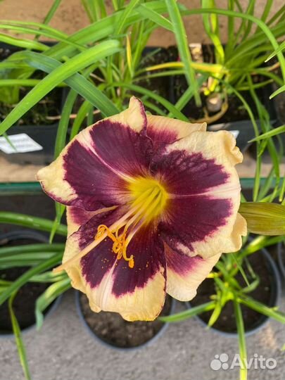 Лилейники в ассортименте