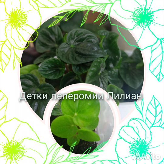 Комнатные растения цветы