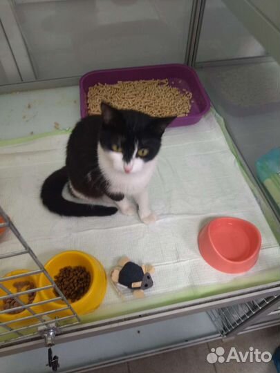 Котёнок девочка 6 месяцев