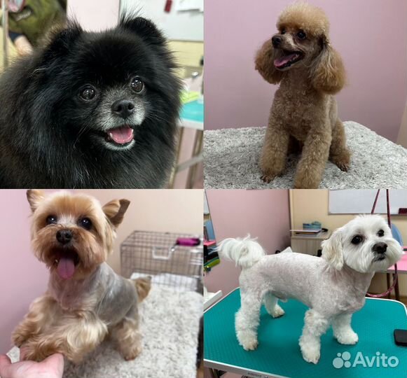 Груминг собак