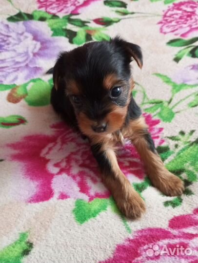 Щенки Йорки