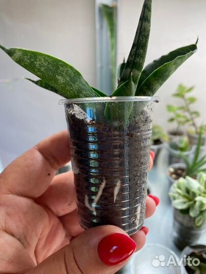 Сансевиерии разные