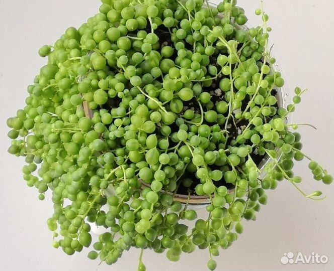 Крестовник роули