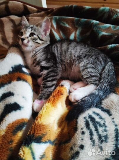 Котёнок Мальчик Бесплатно