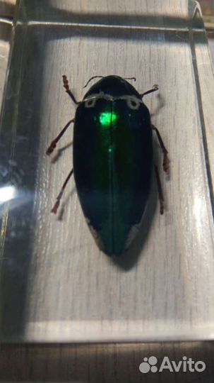 Коллекция «Настоящие насекомые и их знакомые»