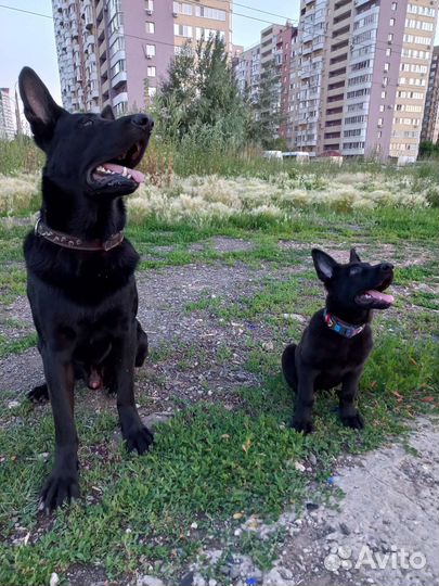 Волкособ. Вязка