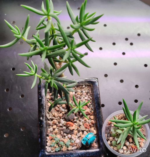 Суккуленты