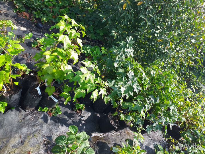 Саженцы смородины