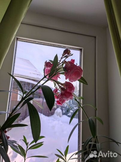 Олеандр розовый