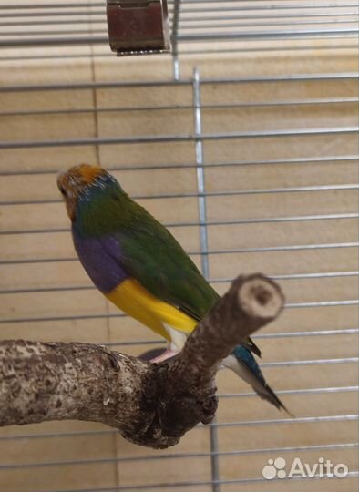 Амадины Гульда самцы