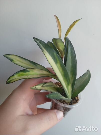 Хойи и дисхидии