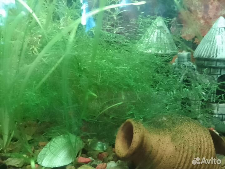 Растения для аквариума