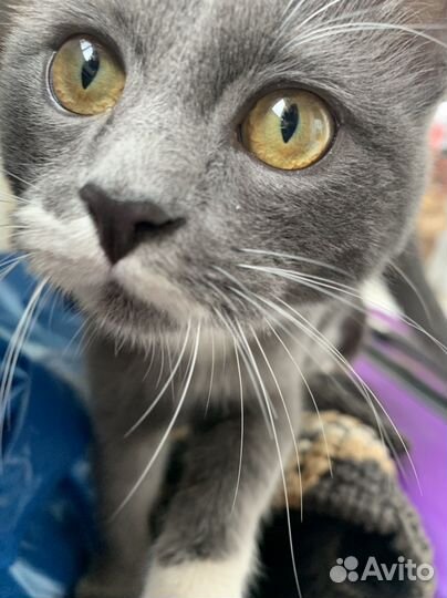 Котёнок в добрые руки (девочка)