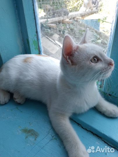 Котенок Умка (мальчик)