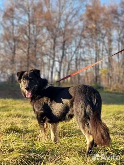 Добрый Микки из приюта ищет дом