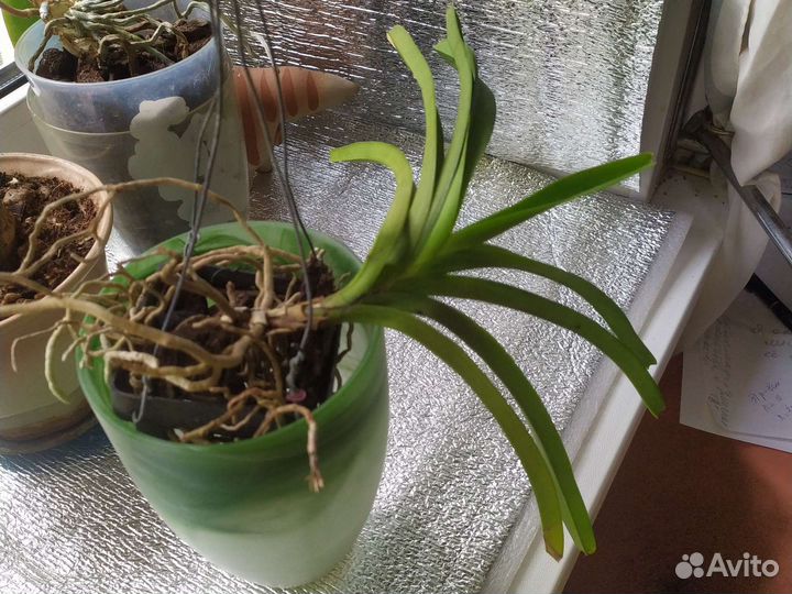 Орхидея ванда