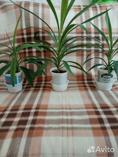 Пальма юкка