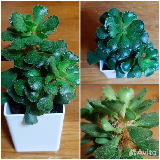 Хавортии и всякие разные суккуленты