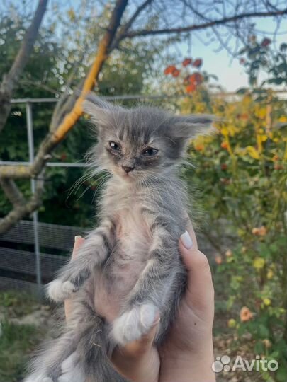 Кошка