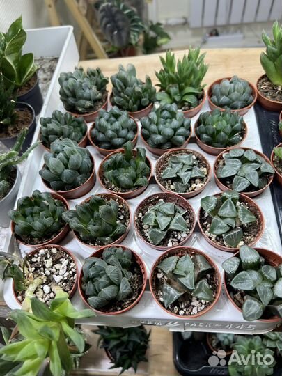 Суккуленты