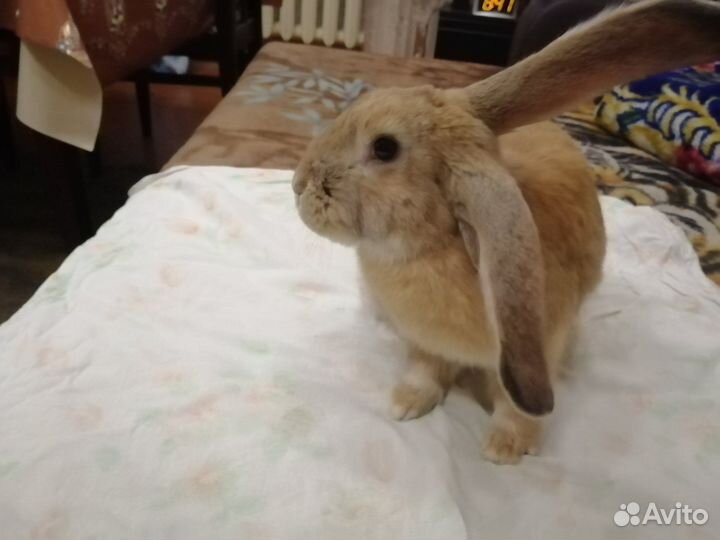 Кролики великаны