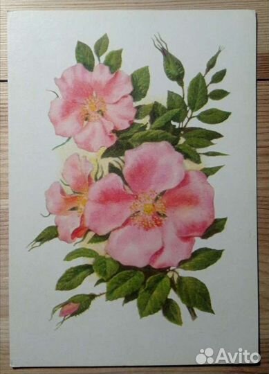 8 открыток с цветами из одной серии 1960е