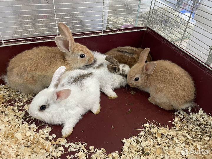 Декоративные кролики малыши