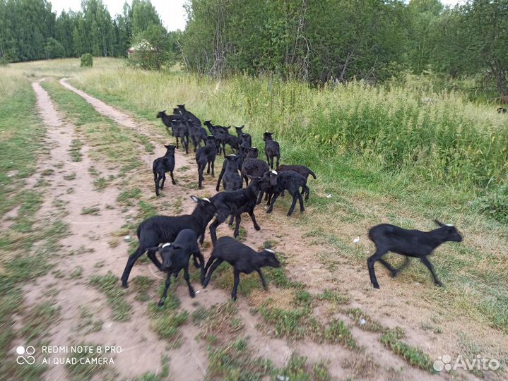 Ягнята, овцематки