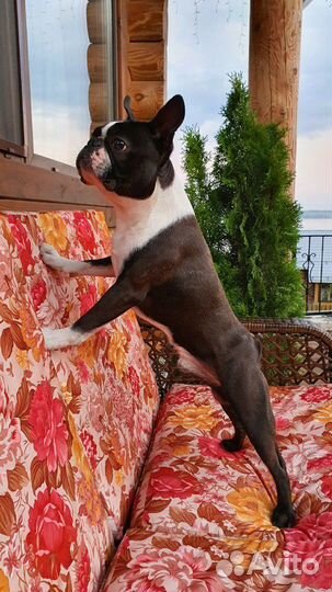 Бостон терьер. Вязка