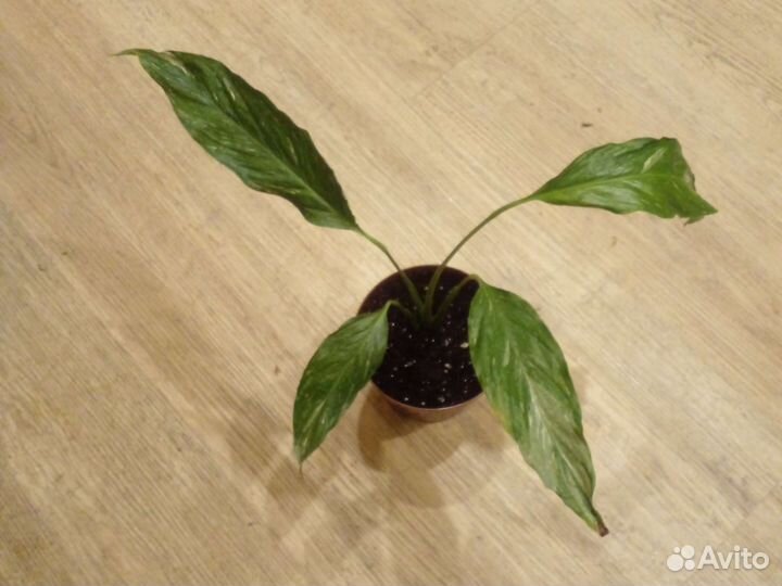 Спатифиллум вариегатный