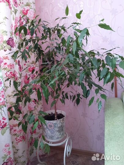 Фикус Бенджамина, высота 75 см