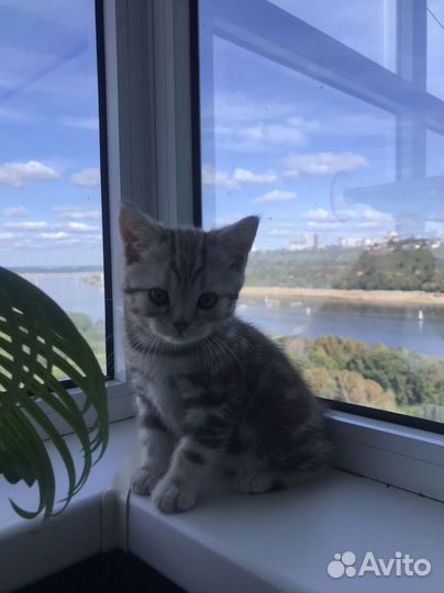 Котята шотландские прямоухие вислоухие