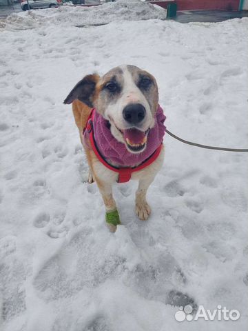 Ласковый песик пострадавший от рук человека