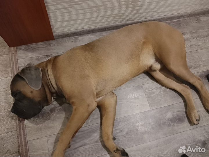 Собака вязка