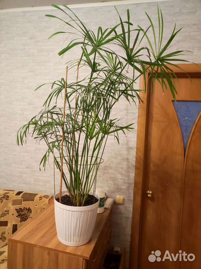 Циперус папирус