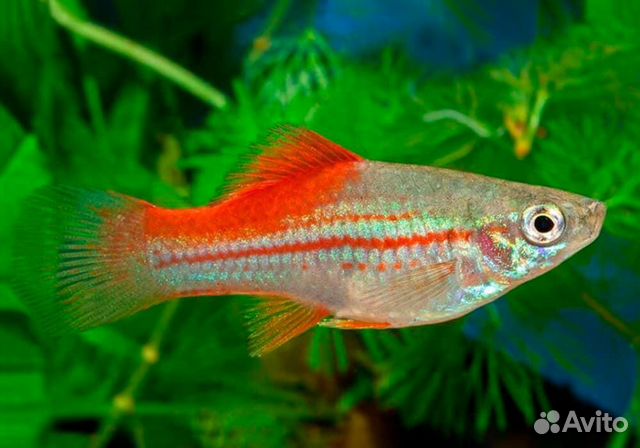 Аквариумные рыбки, мечики, гуппи и мольки