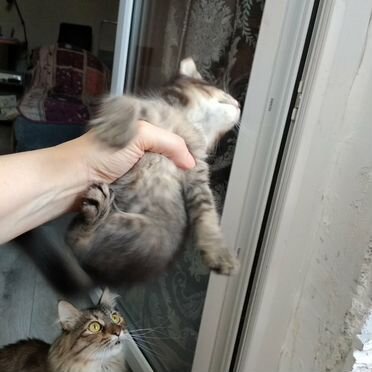 Сомалийский котёнок