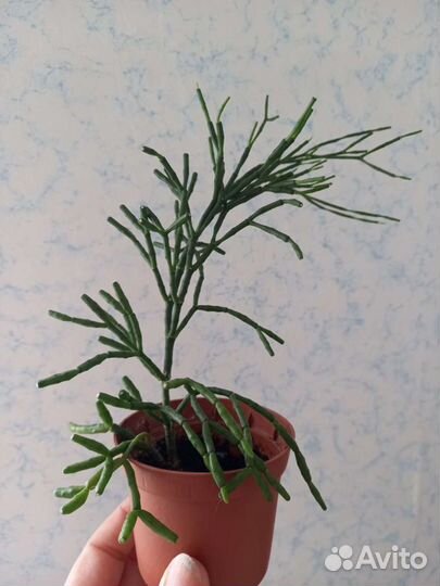 Комнатные растения