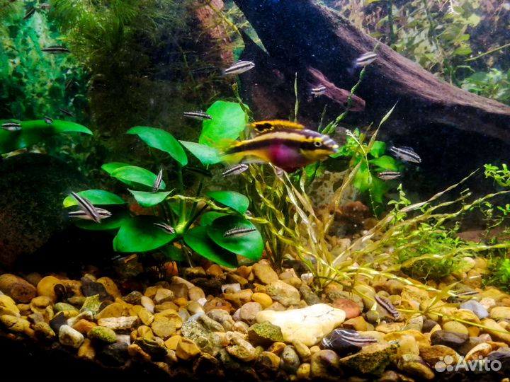 Молодь пельвикахромис пульхер попугайчики гуппи др