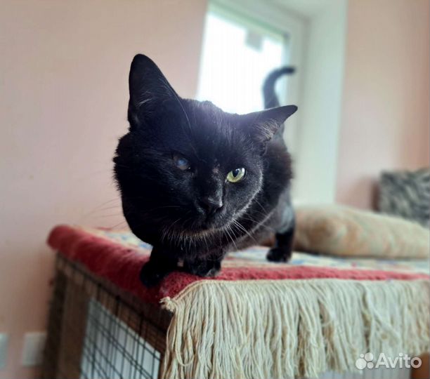 Кошка в дар