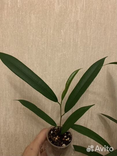 Фикус Али амстрел кинг