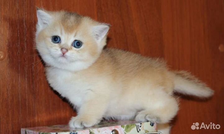 Котята золотая шиншилла