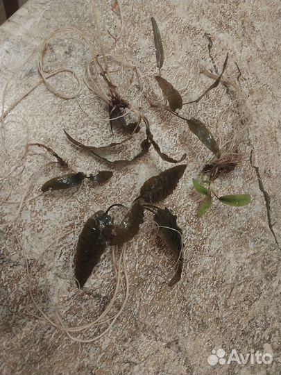 Прополка весь комплект 600(анубиас и криптокорины)