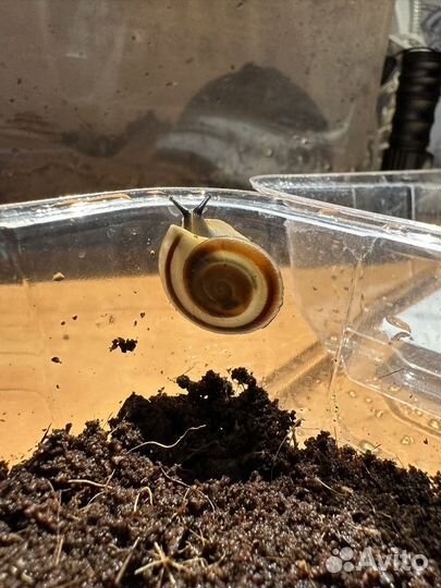 Улитки караколусы