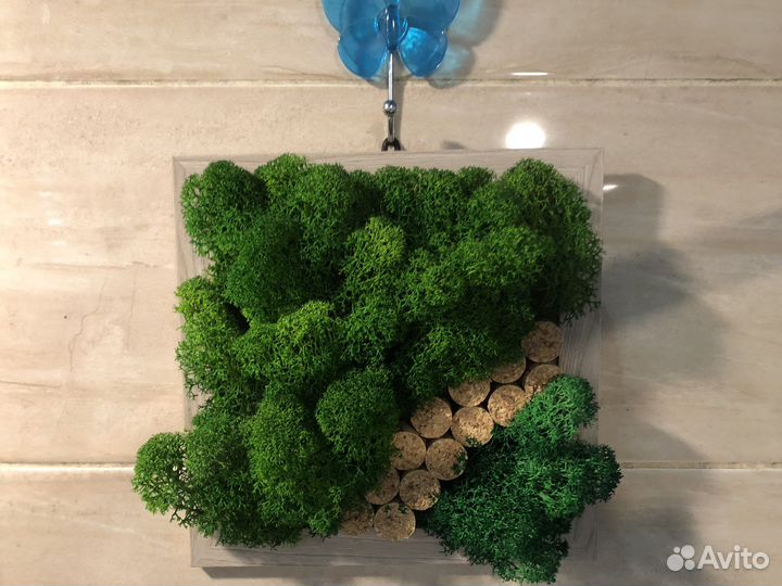 Пано из живого мха стабилизированного