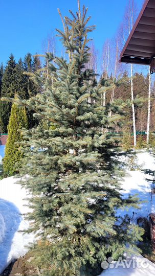 Ель голубая крупномер