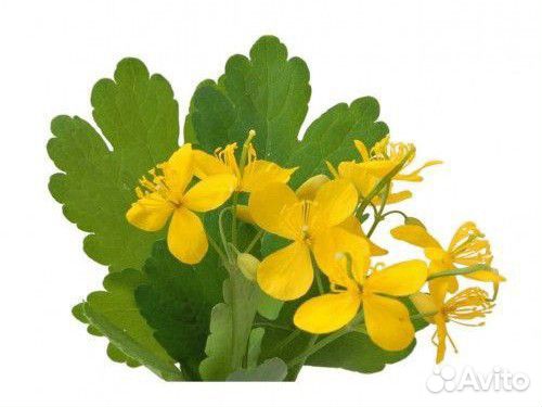 Чистотел 20 гр