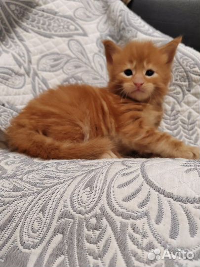 Котята мейнкун полидакты и класс. вязка мейнкун