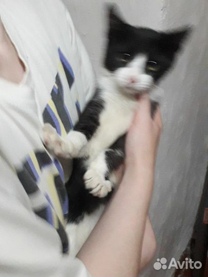 Котятки девочки