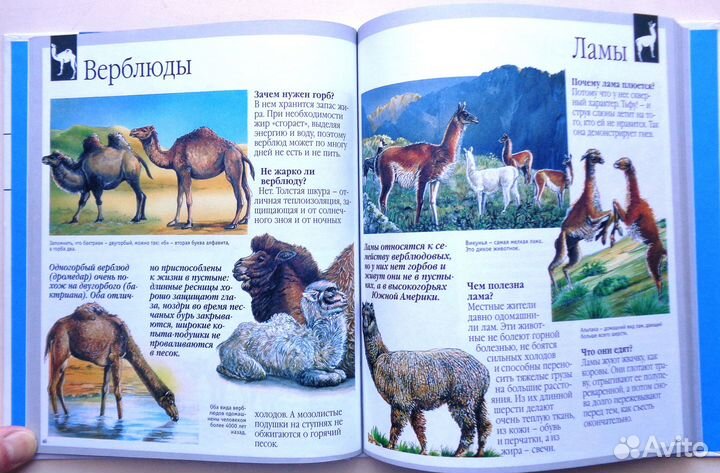 Детская энциклопедия 